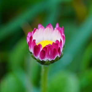 Gänseblümchen – eine Marienpflanze