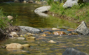 Mein Kraftplatz im Pesenbachtal