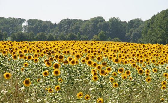 Sonnenblumen-Botanik 2017