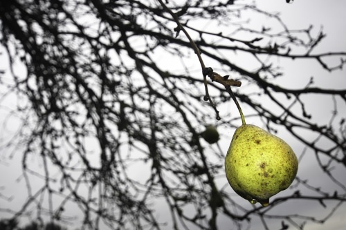 Eine Birne hängt noch oben