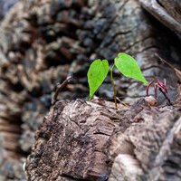 Neues Grün / wal_172619 / Pixabay.com - Lizenz https://www.pfarrbriefservice.de/image/neues-gruen?vm=download&rdm=3jxZD1gVmake