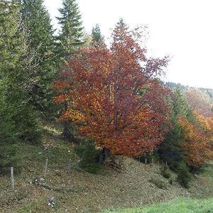 Gedenkfeier