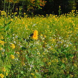 14. bis 15 Okt. 2017