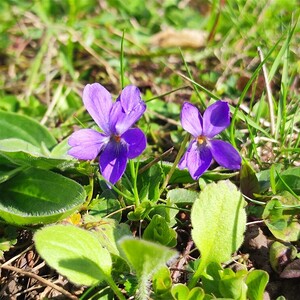 Auch heuer wieder Blühstreifen