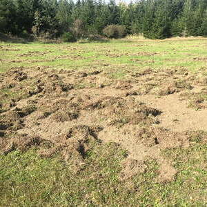 Wildschweine am Werk