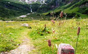 Am 1. September ist Schöpfungstag.