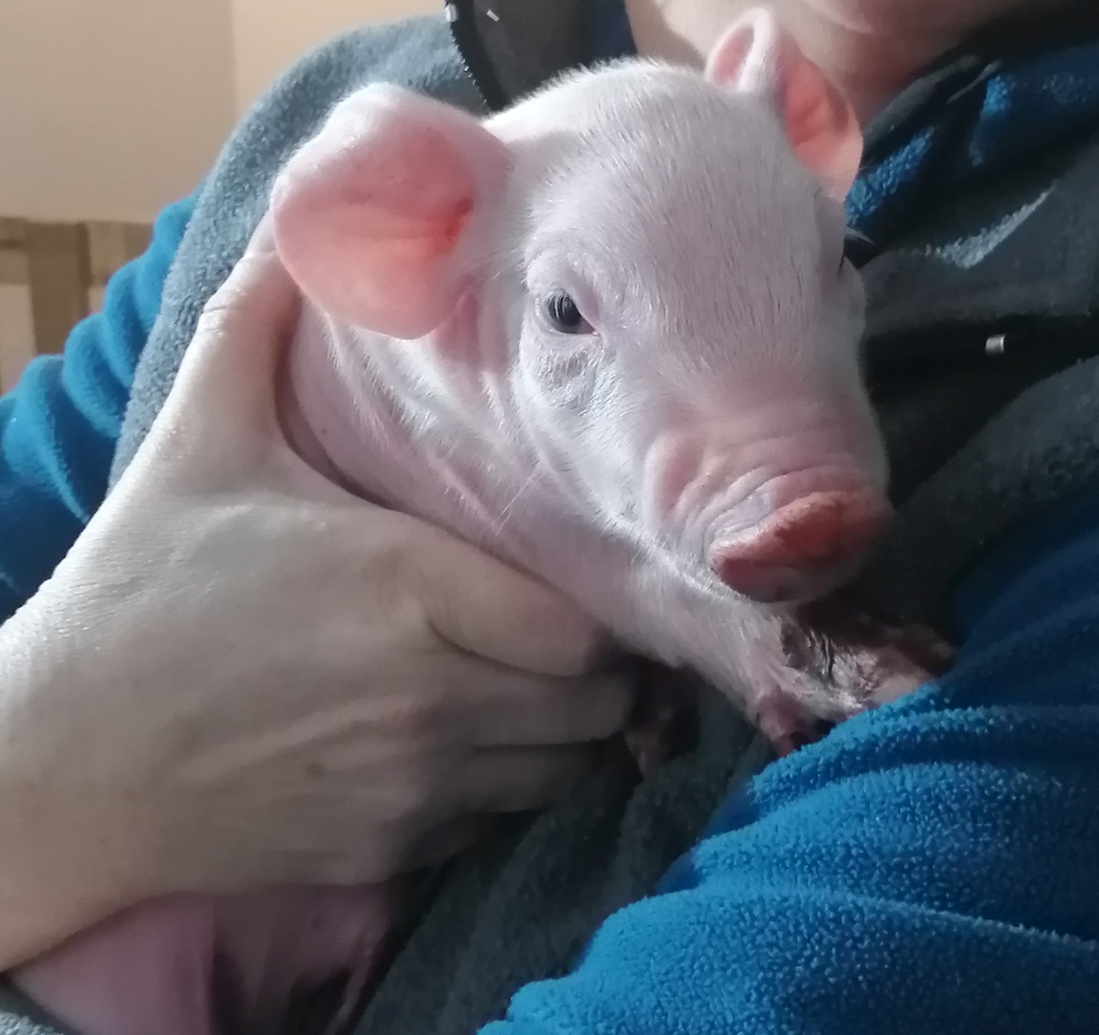 Adventkranz für die Kirche