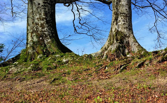 Pfarrgemeinderatswahl 2012 