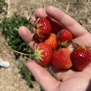 So viele gute Erdbeeren