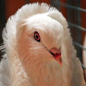 Fest des Hl. Franz von Assisi