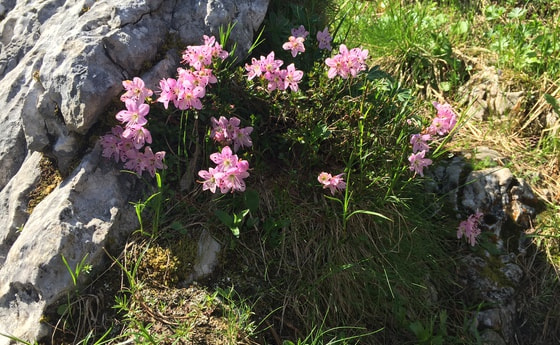 Lebensraum Berge - Erntedank