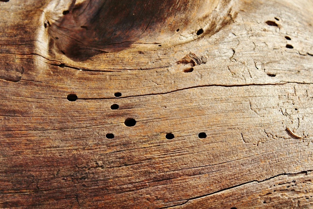 Holzwurmbekämpfung