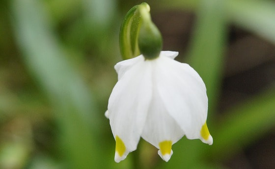 Frühlingsknotenblume