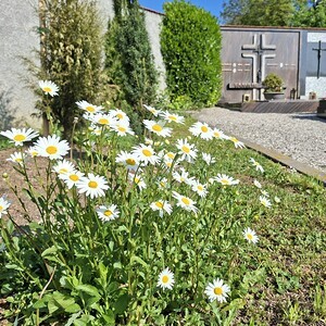 Blumenwiese