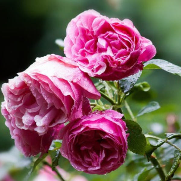 „Ich bin die Liebe“...