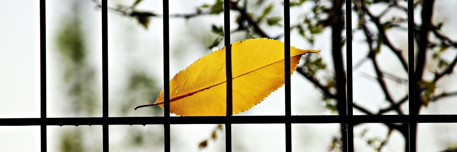 Blatt hinter Gittern