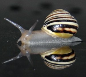 Schnecke