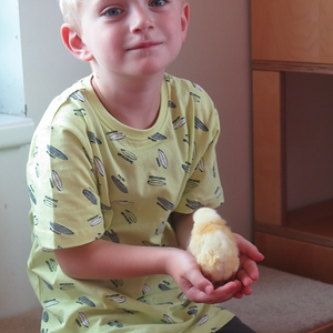 Kinder dürfen Küken halten