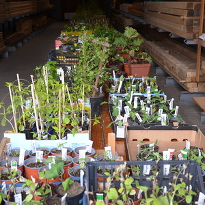Pflanzenbörse 2022