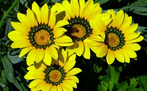 Kapkörbchen, Osteospermum