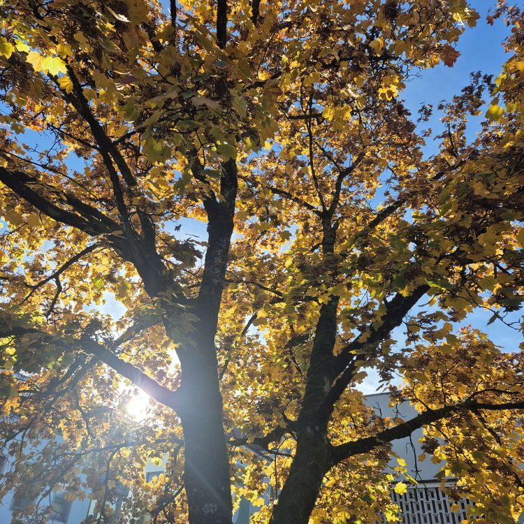 Sonntagsblatt / ©Bild für die Pfarrgemeinde Eferding/Ingrid Neundlinger