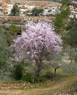 blühender Mandelbaum