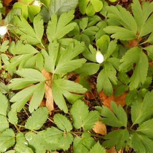 Meditative Pilgerwanderung