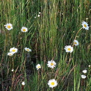 kfb Runde, Pfarre Neumarkt im Mühlkreis