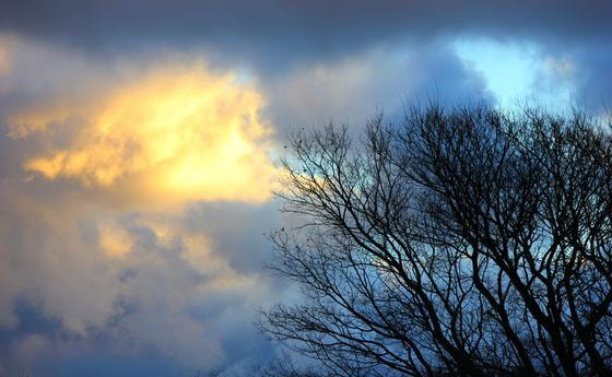 Bäume vor Himmel in der Dämmerung. © cbcs/morguefile.com