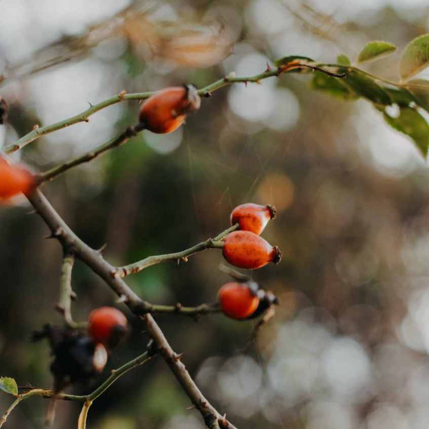 Herbst Impressionen