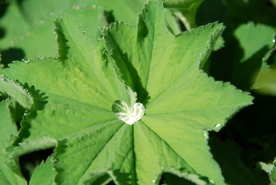 Heart Water droplet / © Dani Simmonds / www.morguefile.com Heart shaped water droplet on a leaf