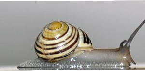 Schnecke