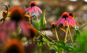 Kraftplatz bei den Marienschwestern