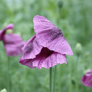Andacht bei Familie Starrermayr