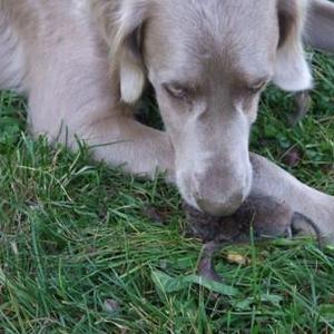 Wallfahrt Maria Bründl