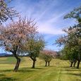 blühender Obstgarten