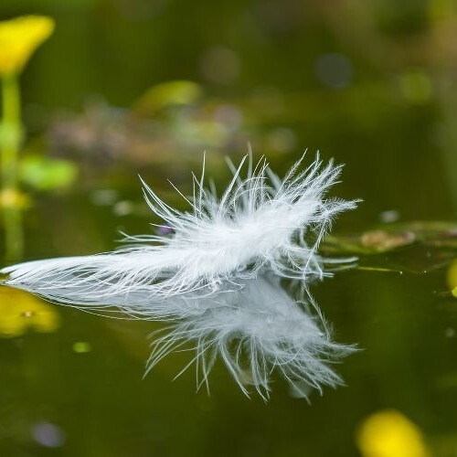 weiße Feder schwimmt auf glattem Wasser