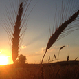 Getreide im Sonnenuntergang