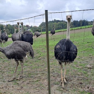 Straußenfarm