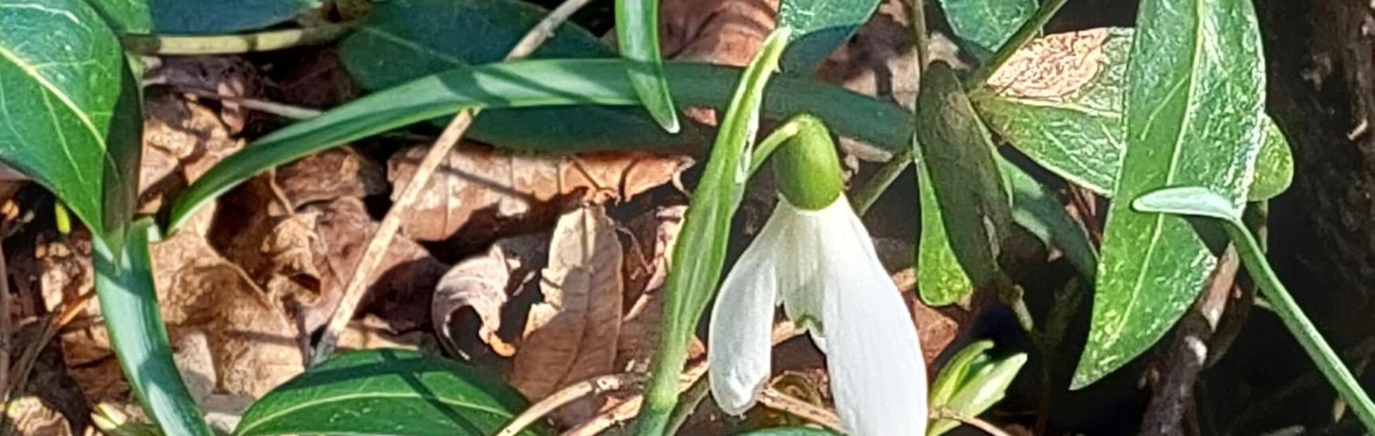 Frühling