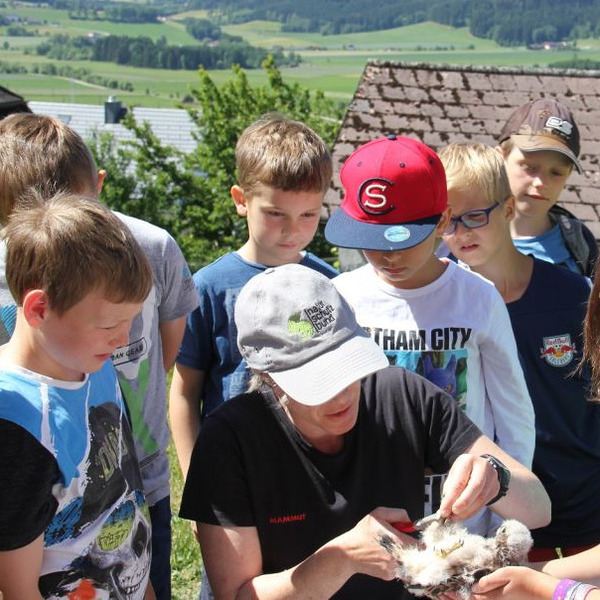 Turmfalken-Jungen: Neues Leben auf dem Kirchturm