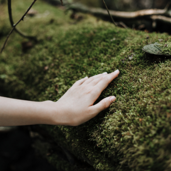 Heidewald Schieferegg - Umweltarbeit in der Diözese Linz