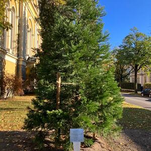 Segnung des Baumes vor der Quirinuskirche