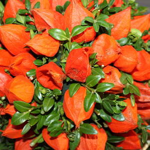 Pfarre Neumarkt im Mühlkreis