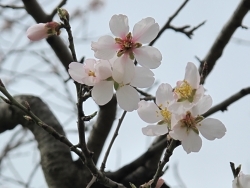 Mandelblüte, Syrien