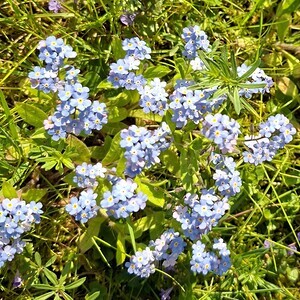 Blumenwiese