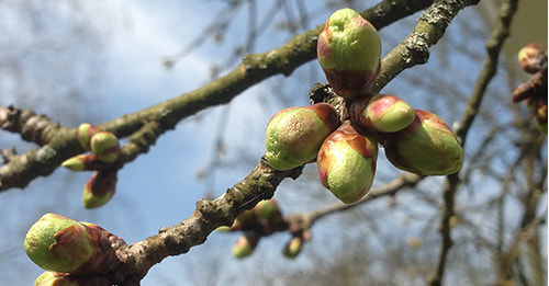 Knospen am Baum