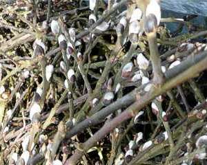 Vorbereitung - Palmbuschen