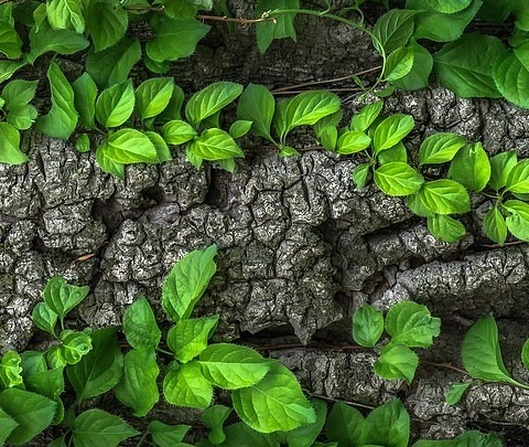 Blätter auf Baumstamm