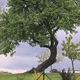 schief gewachsener Baum